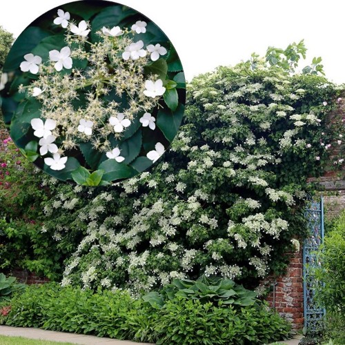 Hydrangea anomala petiolaris - Roniv hortensia C1,3/1,3L